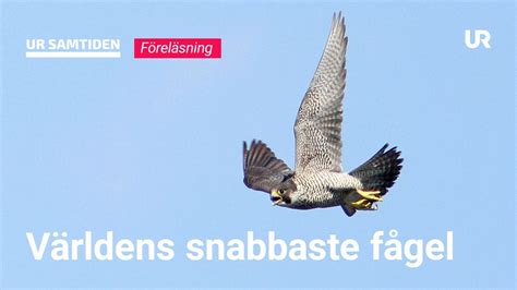 Naturum Kullaberg: Världens snabbaste fågel